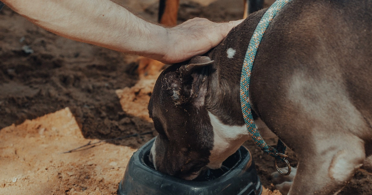 Can Dogs Eat Cerelac