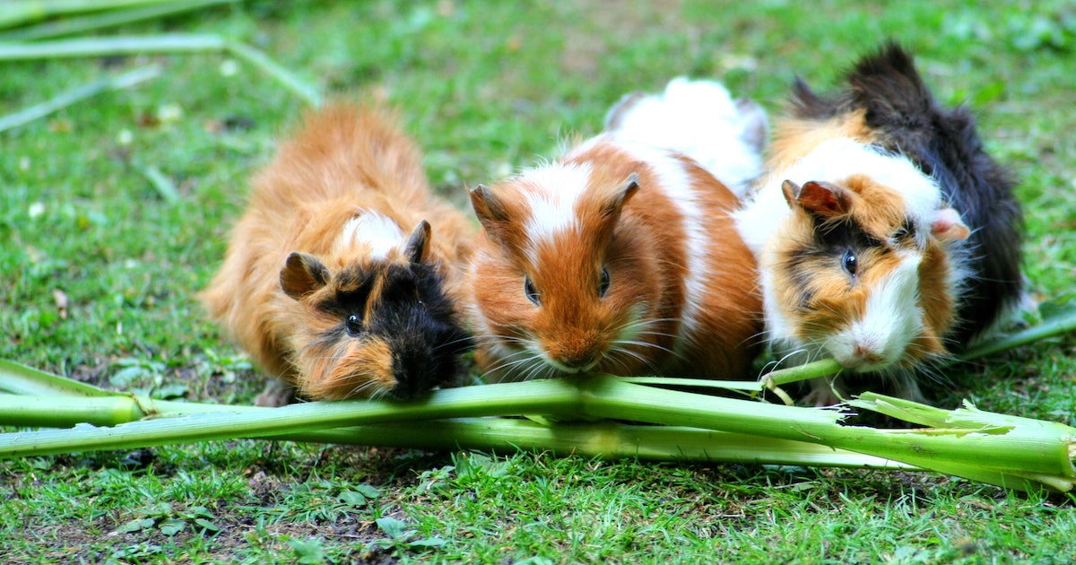 Can Guinea Pigs Eat Rabbit Food
