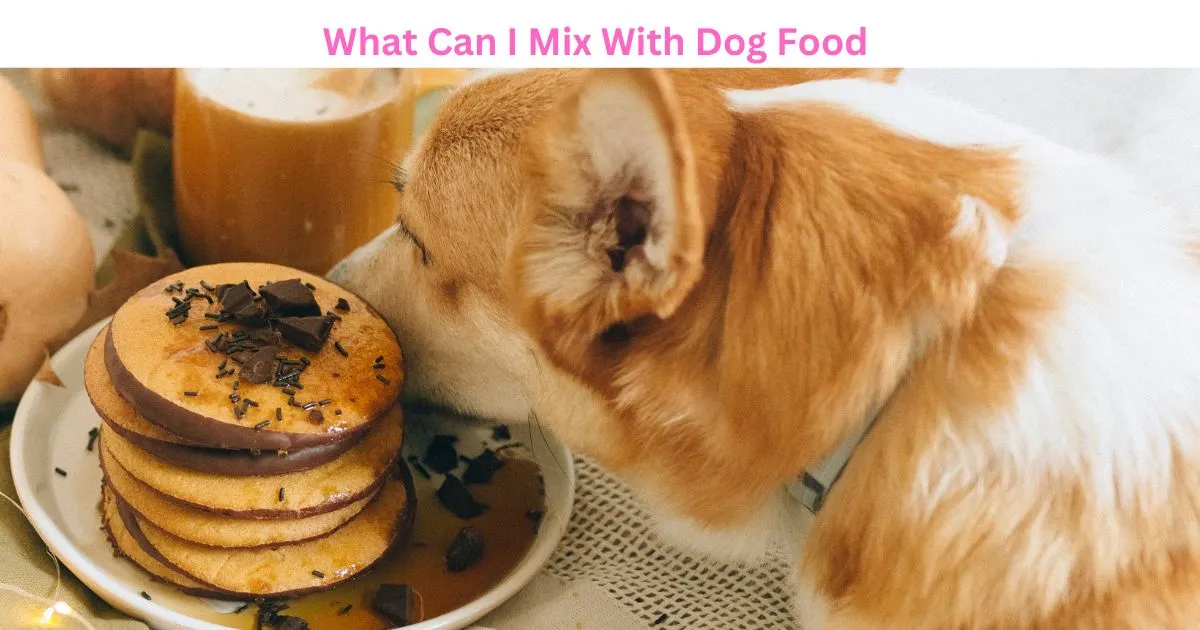 What Can I Mix With Dog Food