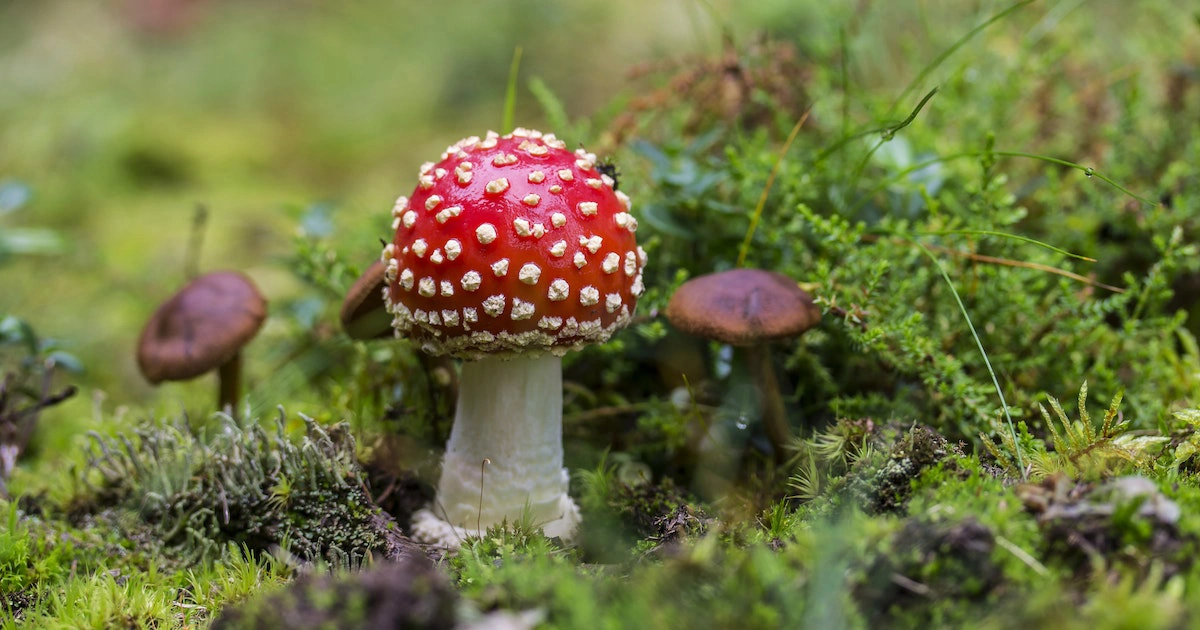 Benefits Of Different Mushrooms