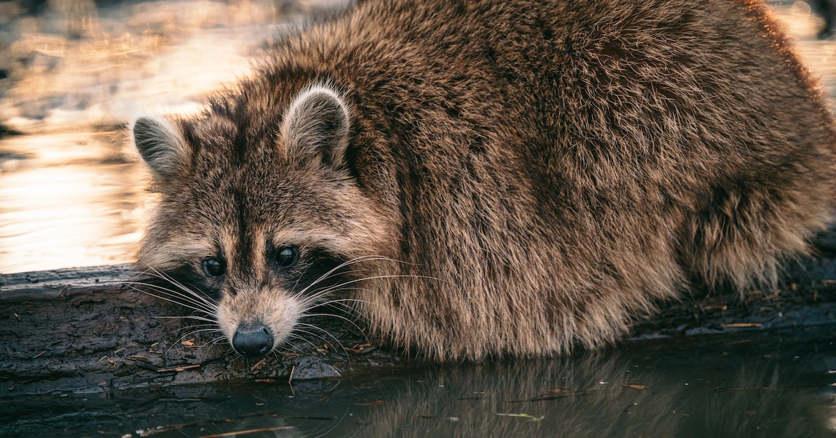 How Long Can a Raccoon Live Without Water