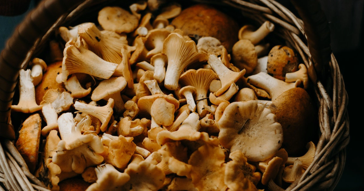 Mushrooms And Carnivore Diet