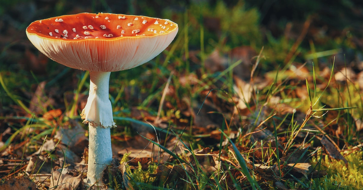 Why Are Mushrooms Important To The Food Chain