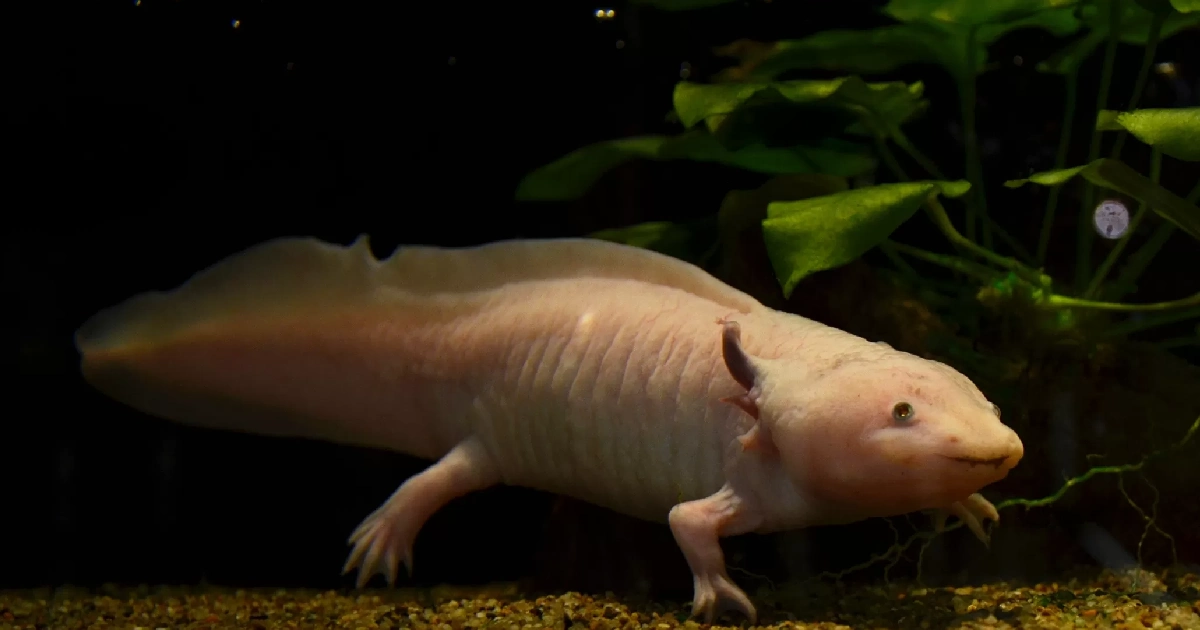 Axolotl Breeding