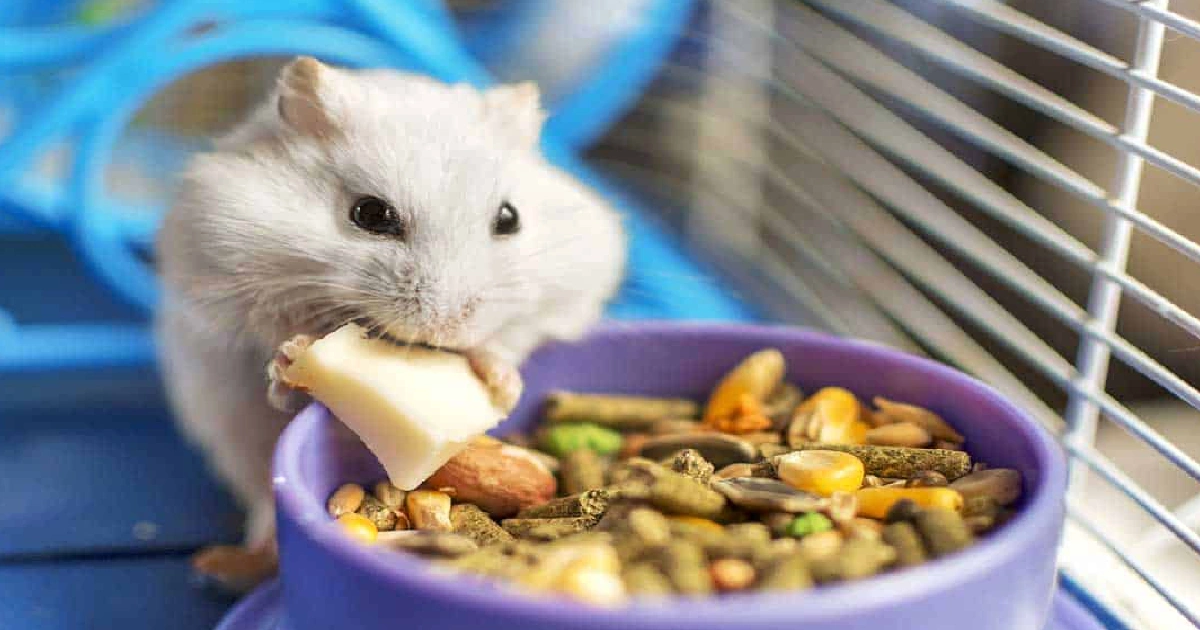 Can Field Mice Eat Hamster Food