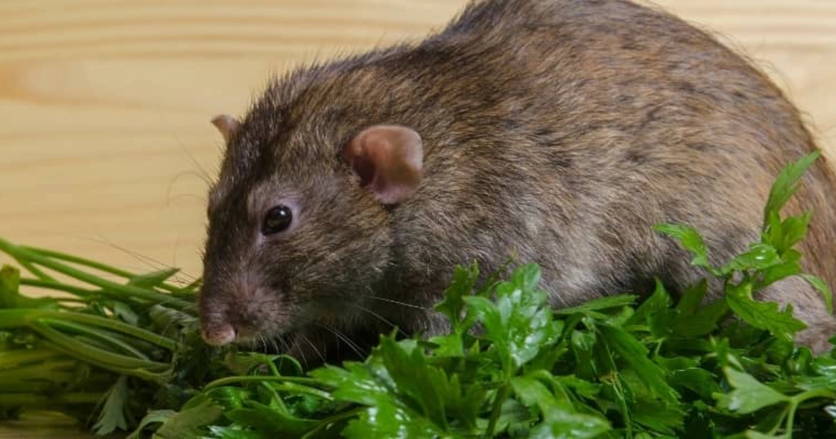 Can Rats Eat Rabbit Food