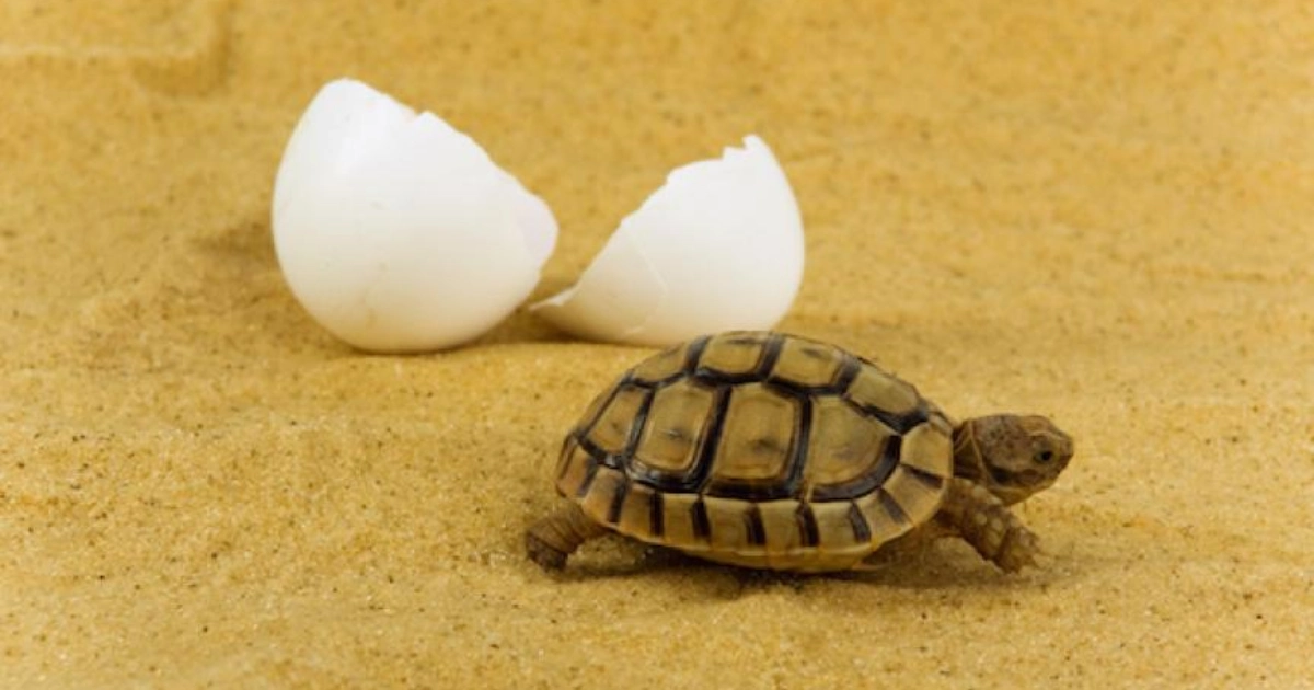 Can Tortoises Eat Eggs