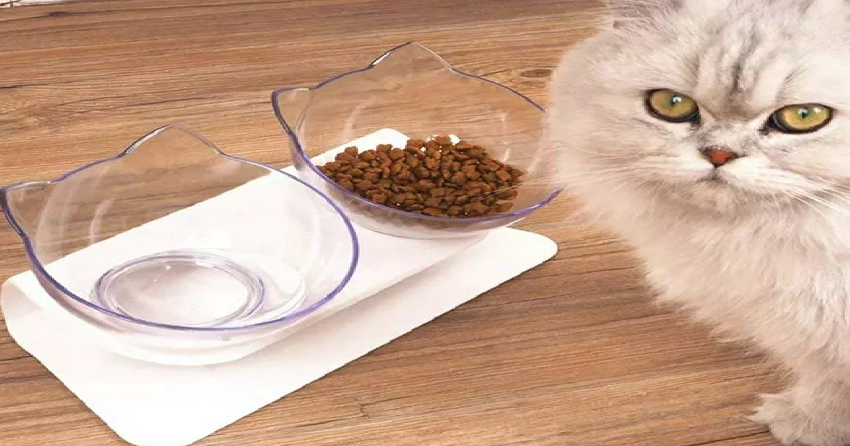 Cat Food And Water Bowls