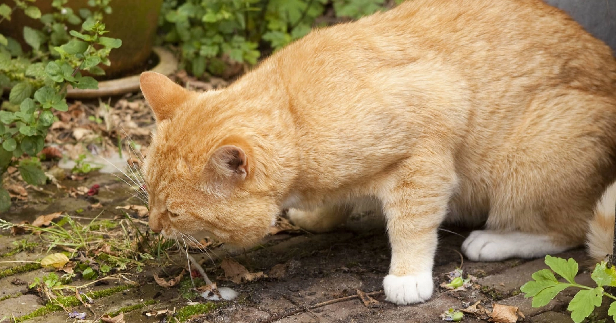 Diagnosing The Cause Of Your Cat's Vomiting