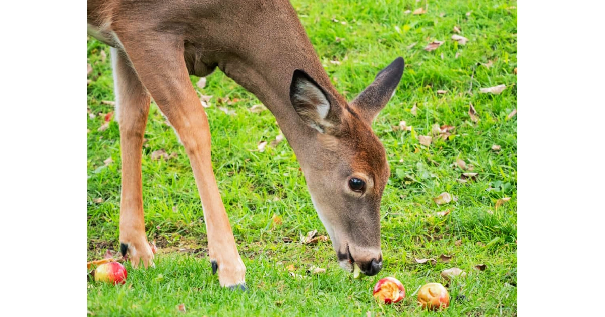 Do Deer Eat Apples