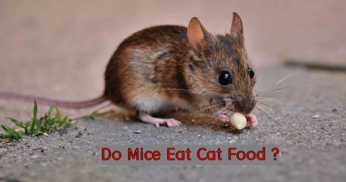 Do Mice Eat Cat Food