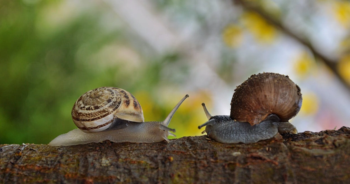 Do Snails Hibernate