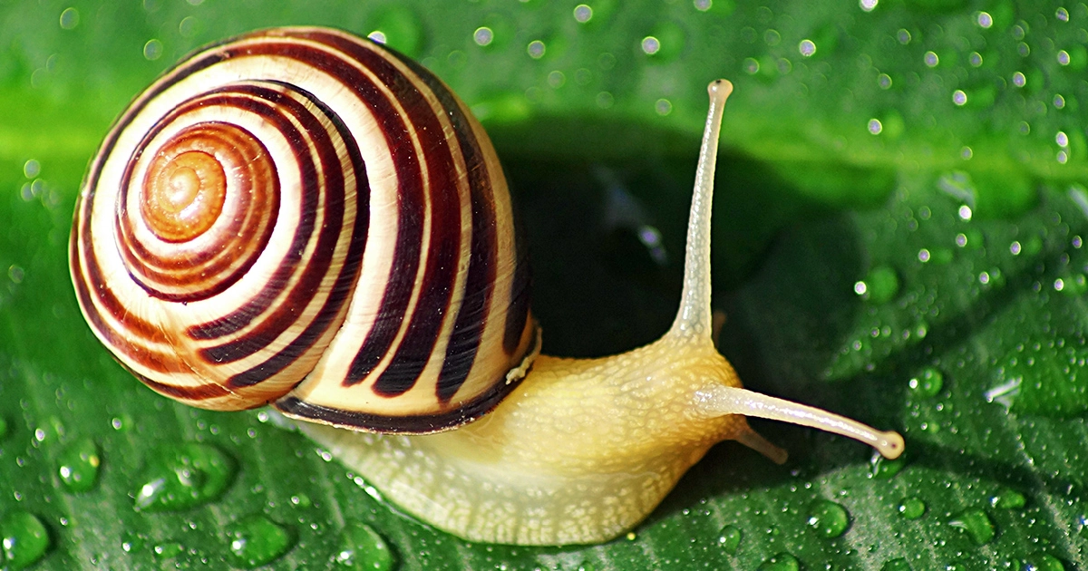 How Long Can Snails Go Without Food