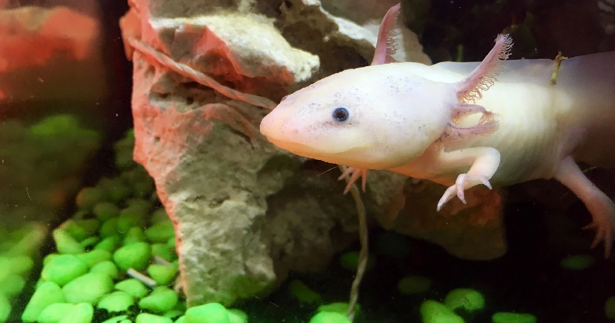 How Long Do Axolotls Live