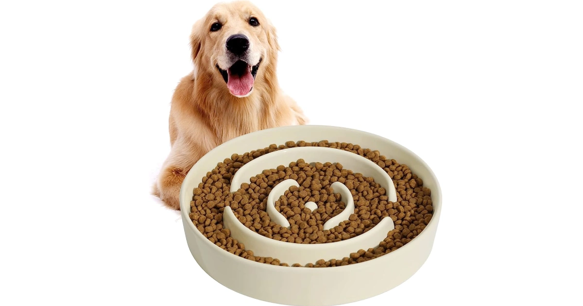 The Best Food For a Dog With Diarrhoea