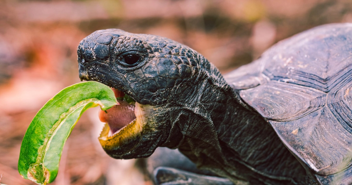 leafy greens turtle eating