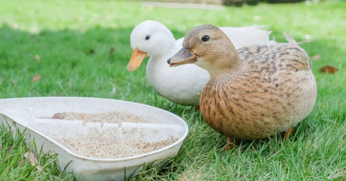 best diet for ducks