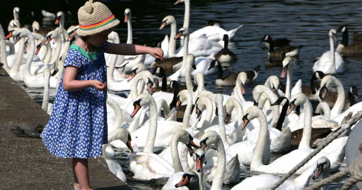 how to properly feed ducks