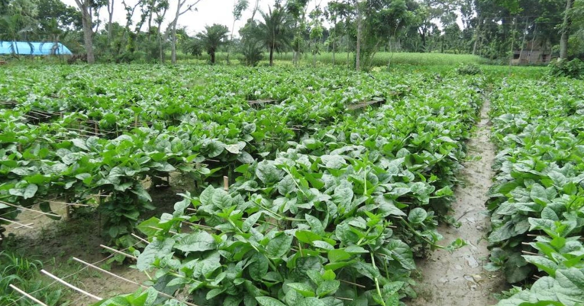 malabar spinach benefits