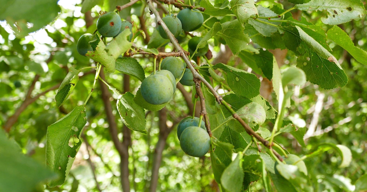 Growing Sour Plum Trees