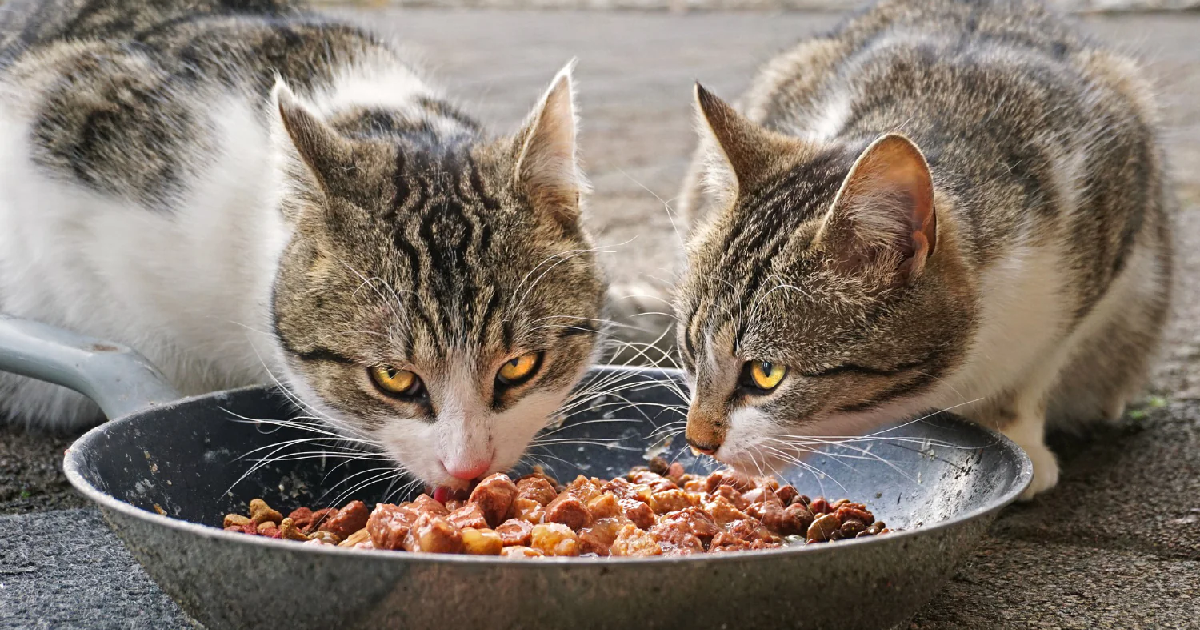 Common Mistakes When Feeding Canned Food