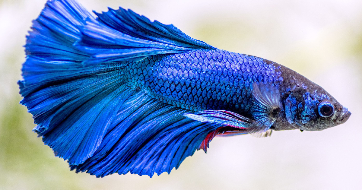 Common Myths About Betta Fish and Feeding