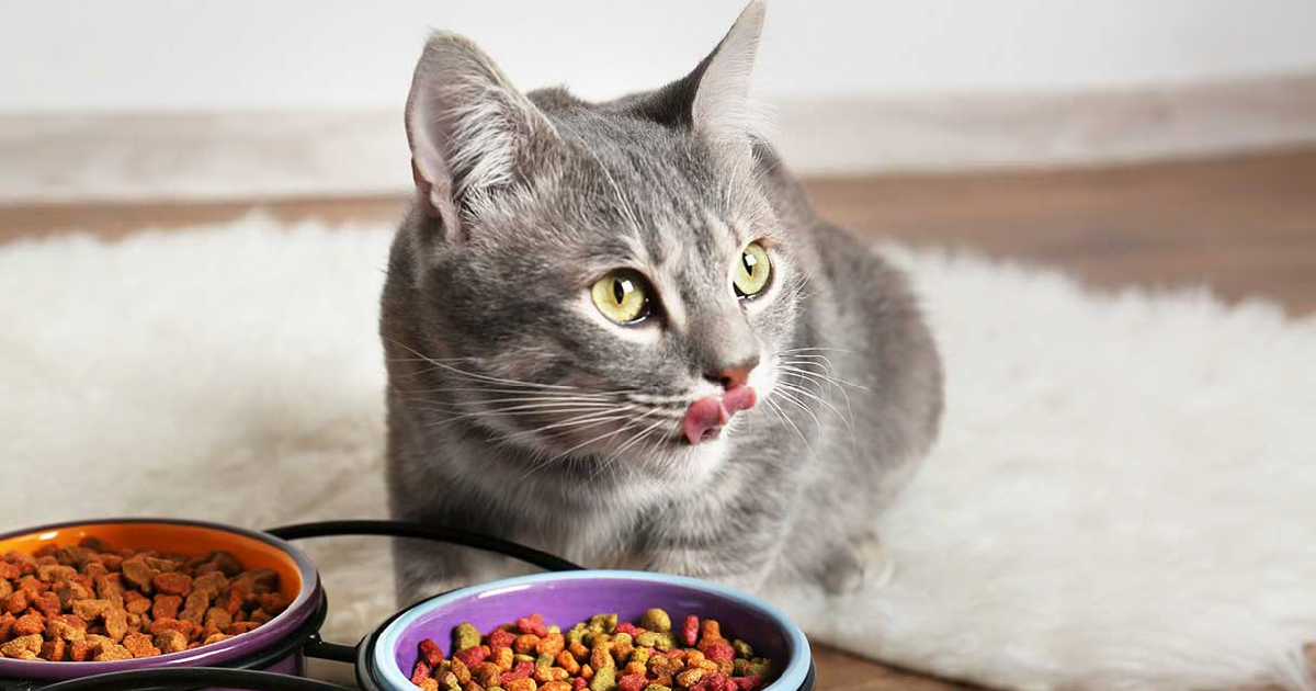 How Much Canned Food Should a Cat Eat a Day