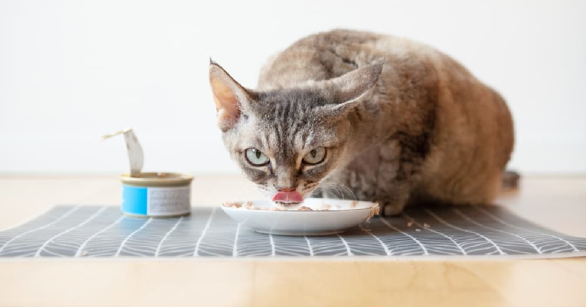 Is One Can of Wet Cat Food Enough