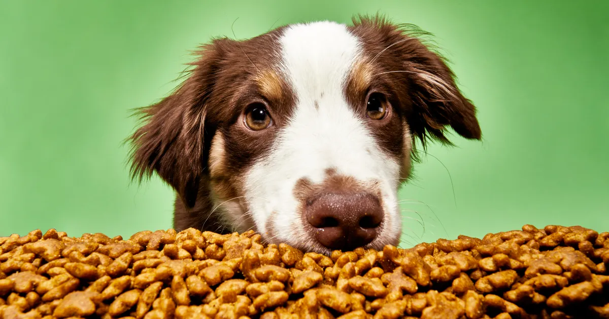 Recommended Dog Foods