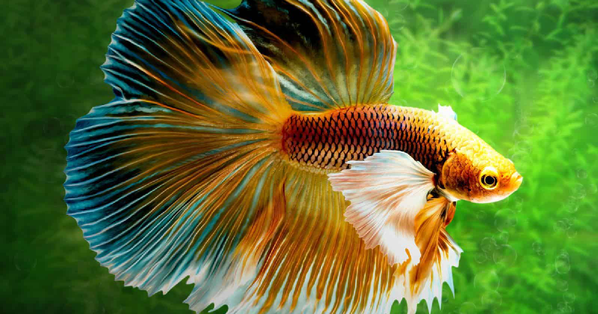 What Affects Betta Fish Survival Without Food